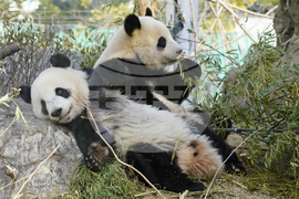 Japan China Pandas