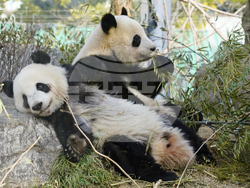 Japan China Pandas