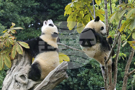 Japan China Pandas