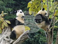 Japan China Pandas