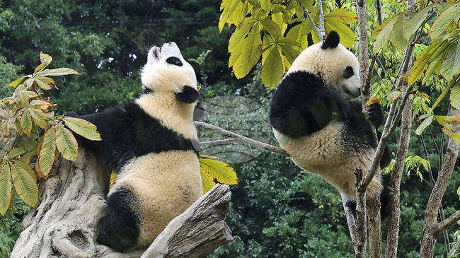 Пандите близнаци от зоопарка в Токио ще бъдат върнати на Китай през януари