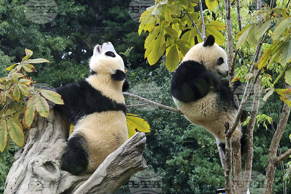 Japan China Pandas