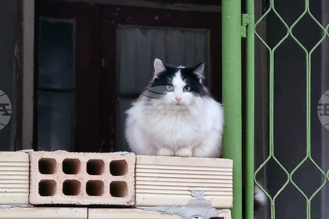 Кампания за кастрация на бездомни и дворни женски котки започва в област Търговище