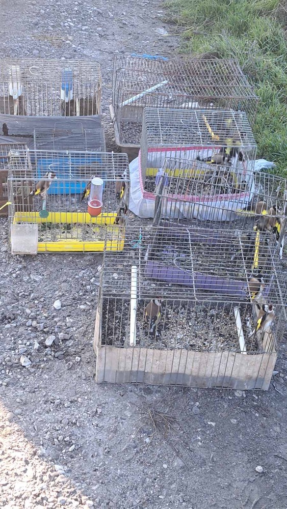 РИОСВ – Пловдив предотврати незаконна търговия на 35 екземпляра защитени диви птици и ги пусна на свобода