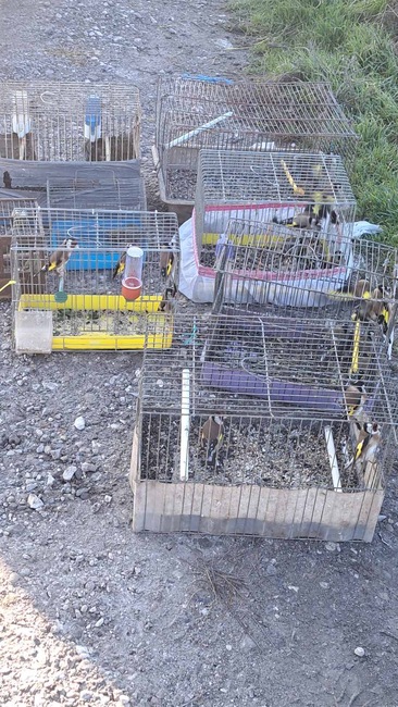 РИОСВ – Пловдив предотврати незаконна търговия на 35 екземпляра защитени диви птици и ги пусна на свобода