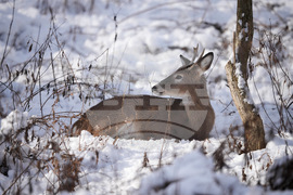 Pennsylvania Daily Life