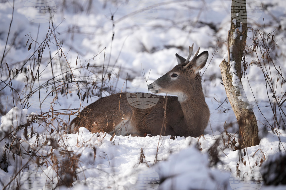 Pennsylvania Daily Life