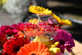 Исперих - цветя за 8-ми март