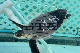 US Cold Stunned Turtles