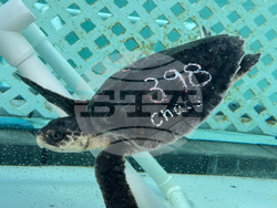 US Cold Stunned Turtles