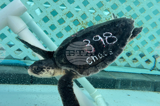 US Cold Stunned Turtles