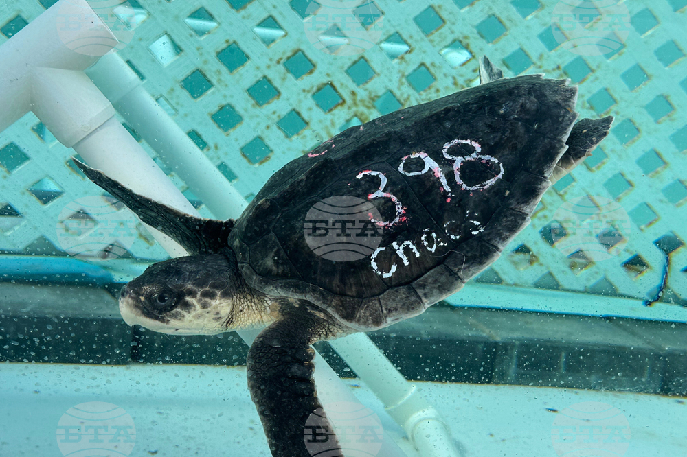 US Cold Stunned Turtles