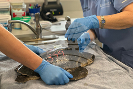 US Cold Stunned Turtles