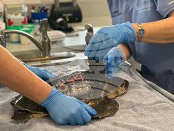 US Cold Stunned Turtles