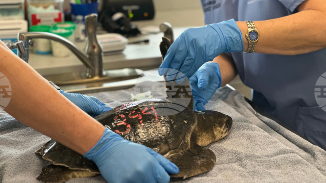 Над двадесет морски костенурки се възстановяват във Флорида след измръзване край Кейп Код