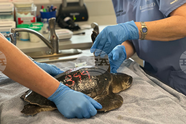 Над двадесет морски костенурки се възстановяват във Флорида след измръзване край Кейп Код