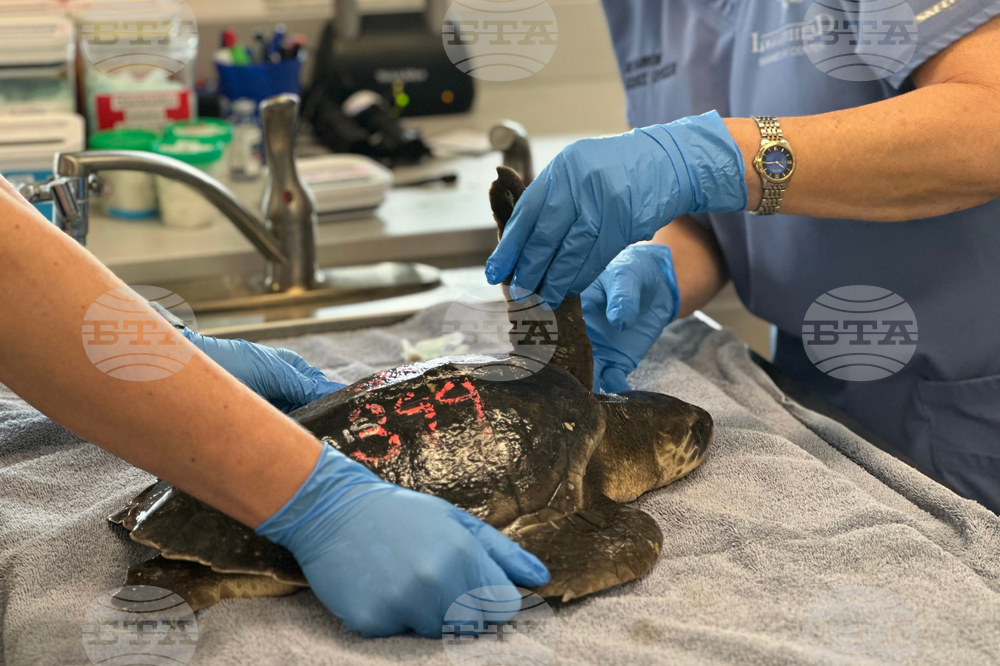 US Cold Stunned Turtles