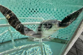 US Cold Stunned Turtles