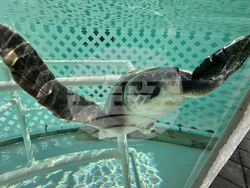 US Cold Stunned Turtles