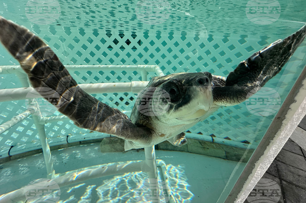 US Cold Stunned Turtles