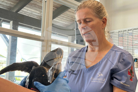 US Cold Stunned Turtles