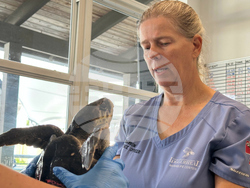 US Cold Stunned Turtles