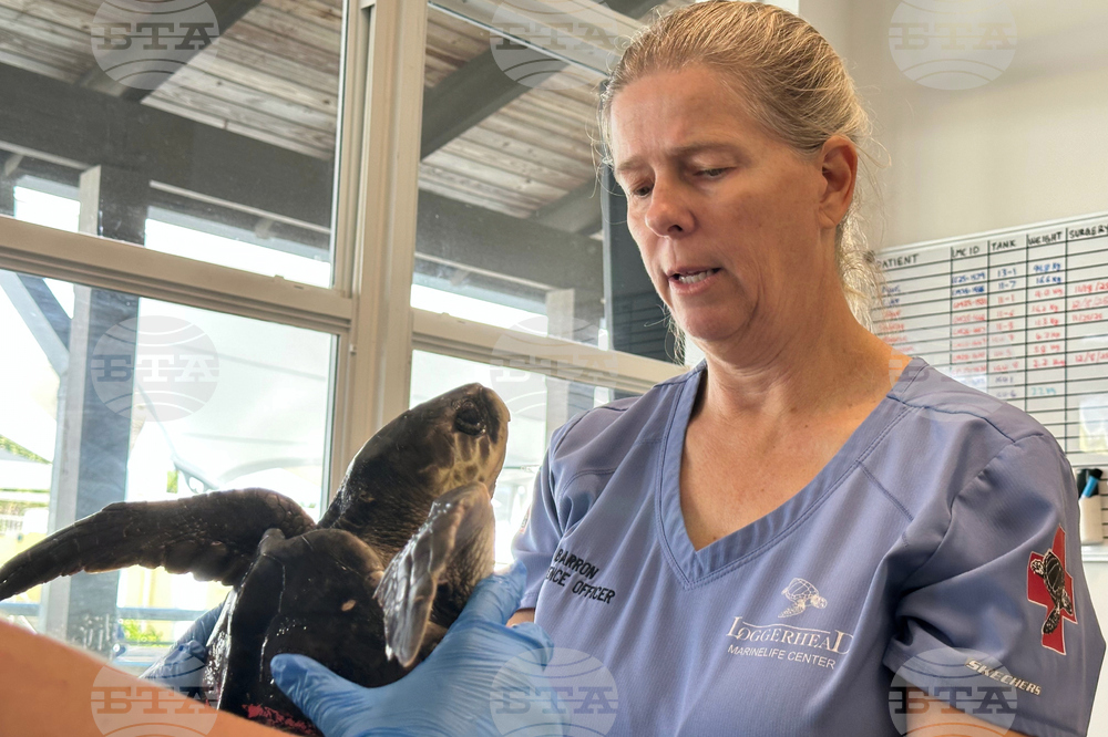 US Cold Stunned Turtles