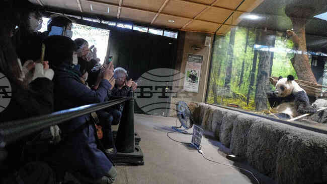 Хиляди хора се стичат в зоопарк в Токио, за да се сбогуват с пандите близнаци преди връщането им в Китай