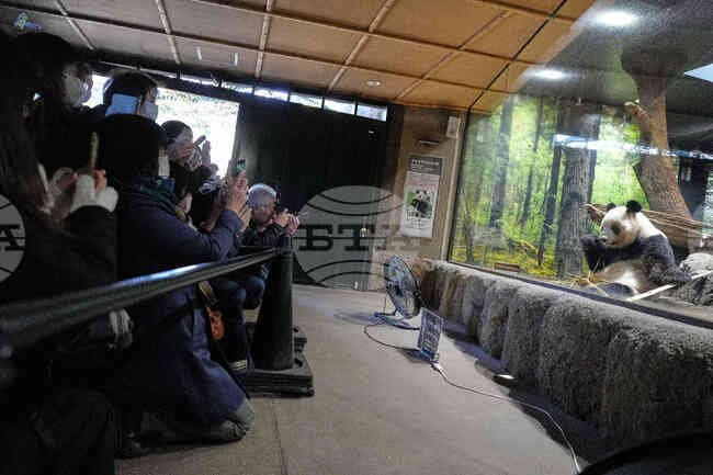 Хиляди хора се стичат в зоопарк в Токио, за да се сбогуват с пандите близнаци преди връщането им в Китай