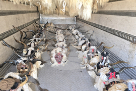 Петрич - група „Братя Соколови“ - подготовка за традиционните станчинарски игри „Сурва 2026“