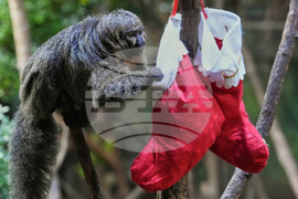 APTOPIX Britain Zoo Christmas