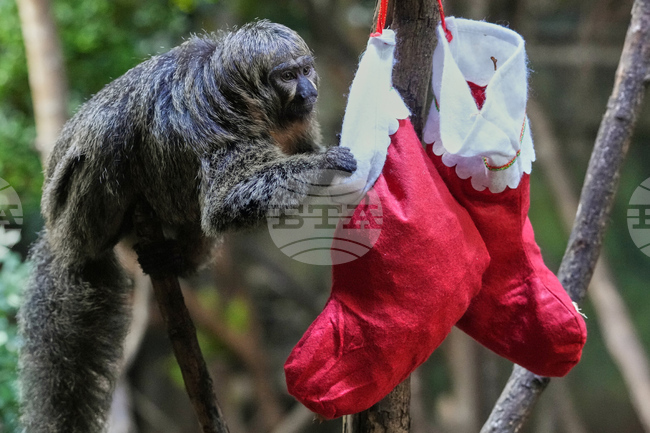 APTOPIX Britain Zoo Christmas