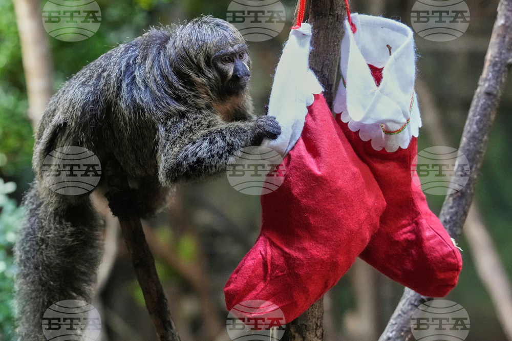 APTOPIX Britain Zoo Christmas