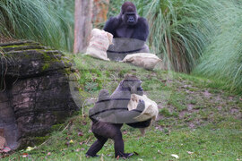 APTOPIX Britain Zoo Christmas