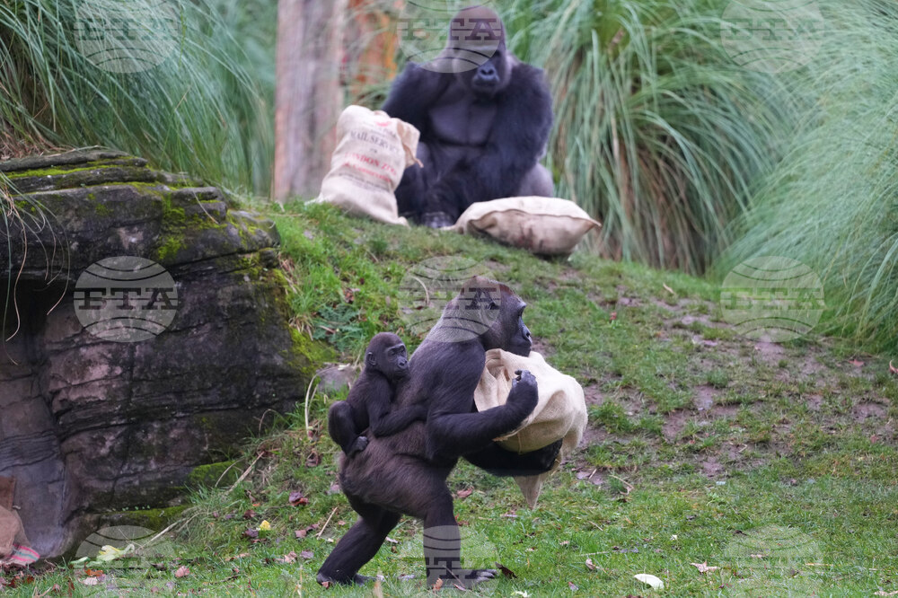 APTOPIX Britain Zoo Christmas
