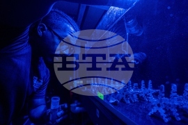 Climate Dominican Republic Coral