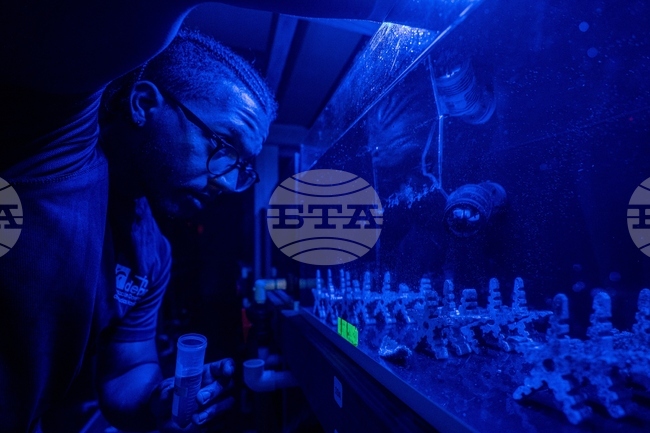 Climate Dominican Republic Coral