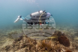 Climate Dominican Republic Coral