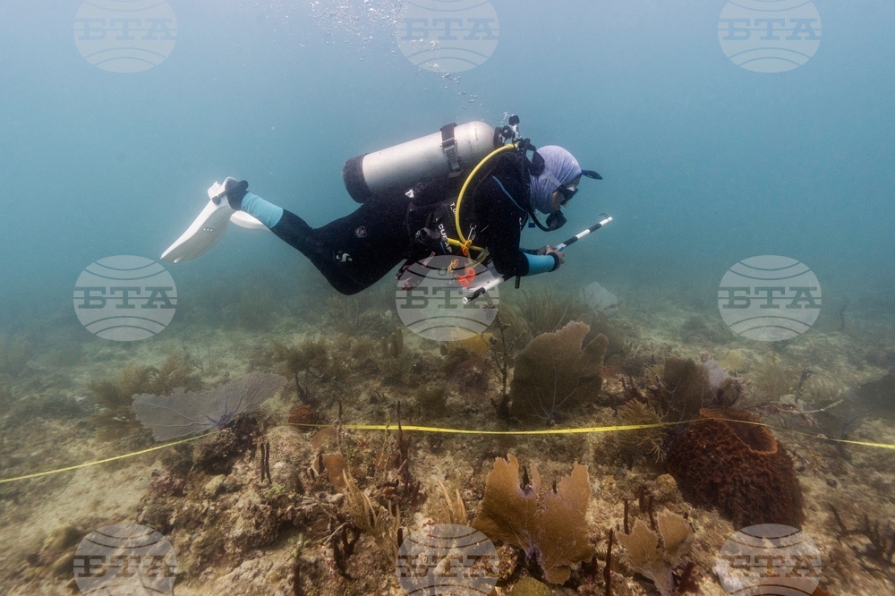 Climate Dominican Republic Coral