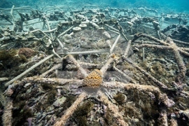 Climate Dominican Republic Coral