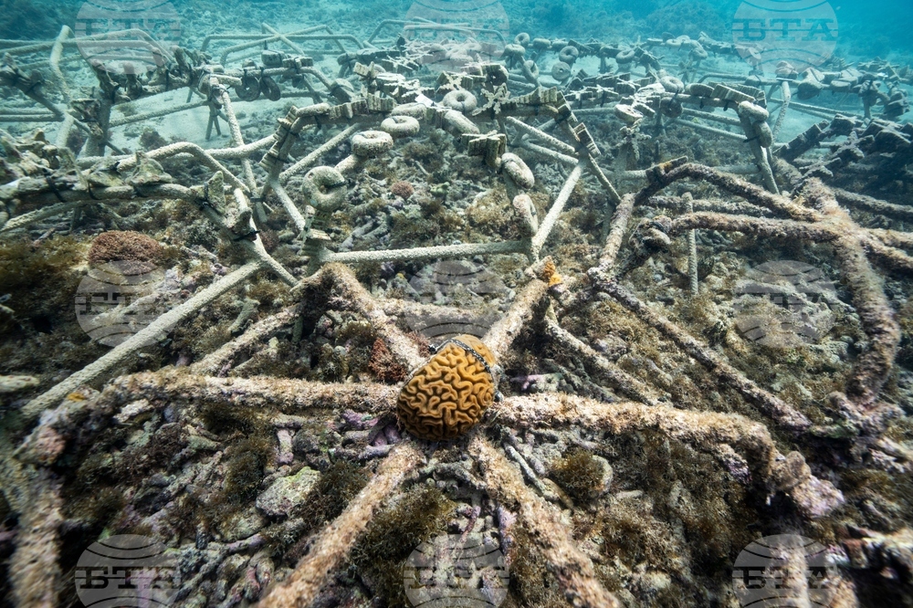 Climate Dominican Republic Coral