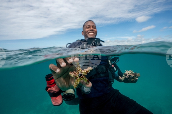 APTOPIX Climate Dominican Republic Coral