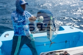 Climate Dominican Republic Coral