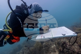 Climate Dominican Republic Coral