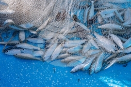 Climate Dominican Republic Coral