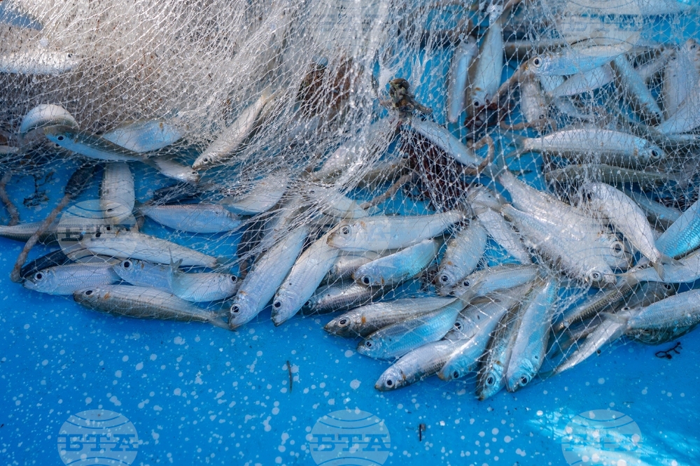 Climate Dominican Republic Coral