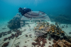 Climate Dominican Republic Coral
