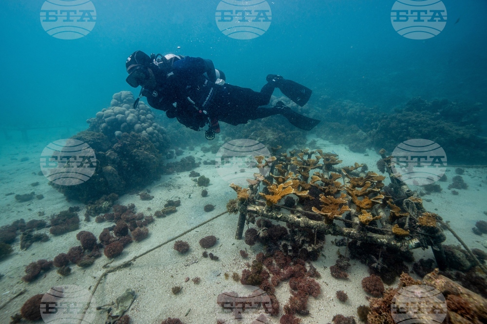 Climate Dominican Republic Coral