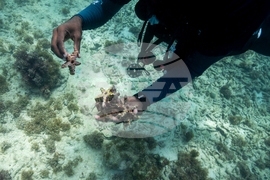 Climate Dominican Republic Coral