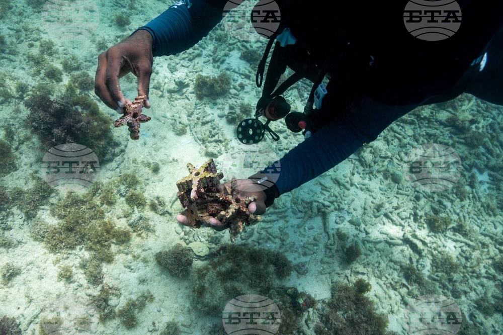 Climate Dominican Republic Coral